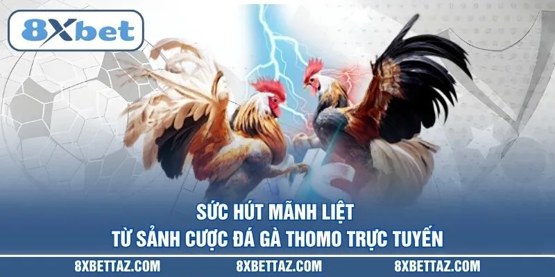 Sức hút mãnh liệt từ sảnh cược Đá gà Thomo trực tuyến